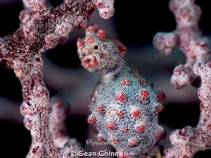 Pygmy Seahorse by Sean Chinn 